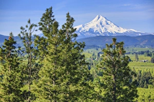 Foothill Prints: Hood River, Oregon. Snow Covered Mount Hood, Orchard Valley, and Pine Trees