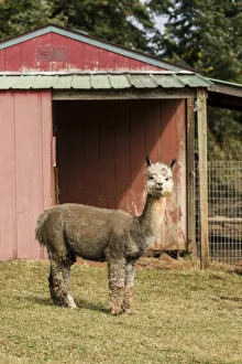 Enclosure Prints: Hood River, Oregon, USA. Alpaca at the Cascade Alpacas and Foothills Yarn and Fiber farm