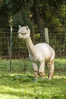Active Prints: Hood River, Oregon, USA. Alpaca walking in a pasture
