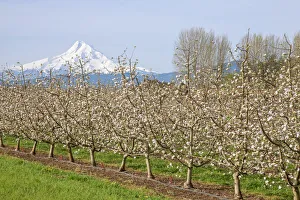 Images Dated 14th February 2019: Hood River, Oregon, USA. Apple orchard in bloom with snow-covered Mount Hood in the background