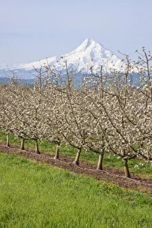 Hood River Prints: Hood River, Oregon, USA. Apple orchard in bloom with snow-covered Mount Hood in the background