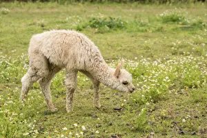 Hood River, Oregon, USA. Baby or cria alpaca grazing in pasture during a light rain