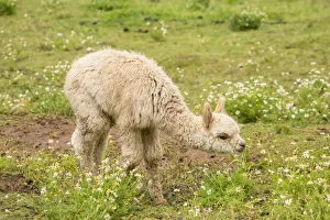 Domesticated Prints: Hood River, Oregon, USA. Baby or cria alpaca grazing in pasture in light rain
