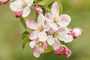 Images Dated 16th February 2019: Hood River, Oregon, USA. Close-up of apple blossoms in the nearby Fruit Loop area