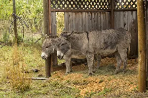 Hood River, Oregon, USA. Two donkeys taking shelter during a rain