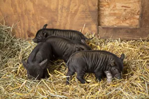 Images Dated 21st October 2017: Hood River, Oregon, USA. Three piglets about two weeks old in their barn