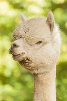 Hood River Prints: Hood River, Oregon, USA. Portrait of an Alpaca