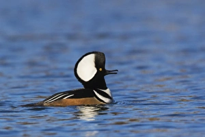 Fauna Prints: Hooded Merganser Calling (male)