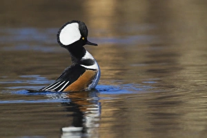 Images Dated 2nd December 2014: Hooded Merganser; Courtship Display
