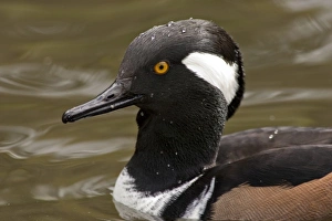 Images Dated 9th October 2005: A Hooded Merganser drake (Lophodytes cucullatus)