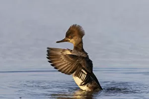 Hooded merganser female flapping wings in wetland, Marion County, Illinois