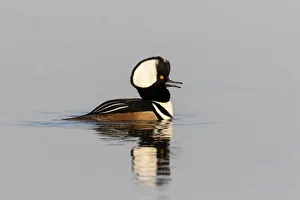 Nature Prints: Hooded merganser male in wetland, Marion County, Illinois
