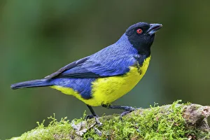 Mossy Prints: Hooded mountain tanager, cloud forest of Ecuador, South America