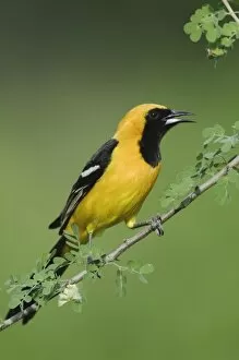 Images Dated 18th May 2006: Hooded Oriole, Icterus cucullatus, male calling on Catclaw (Acacia greggii), Willacy County
