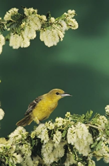 Images Dated 12th February 2010: Hooded Oriole, Icterus cucullatus