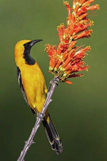 Ocotillo Prints: Hooded oriole pauses for a moment while checking ocotillo cactus blooms