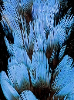 Natural Pattern Prints: Hooded Pita Feathers