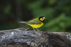 Images Dated 24th April 2017: Hooded Warbler (Wilsonia citrina) on limb