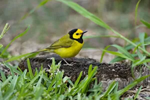 Hooded Warbler (Wilsonia citrina) perched