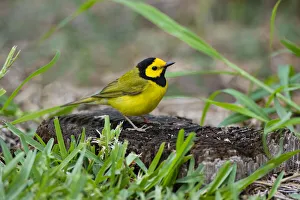 Animal Prints: Hooded Warbler (Wilsonia citrina) perched