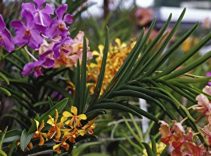 Kingston Prints: Hope Gardens, Kingston, Jamaica