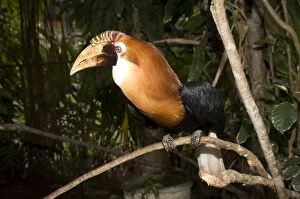 Images Dated 15th June 2007: Hornbill, Blyths