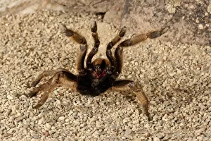 Images Dated 12th November 2007: Horned Baboon Spider Ceratogyrus brachycephalus Native to Southern Africa