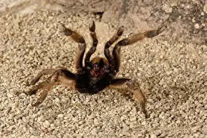 Horned Baboon Spider Ceratogyrus brachycephalus Native to Southern Africa
