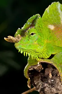 Images Dated 12th July 2011: Four Horned Chameleon, Trioceros (Chamaeleo) quadricornis, Native to the Cameroons