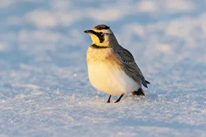 Nature Prints: Horned lark in snow, Marion County, Illinois