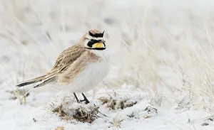 Survival Prints: Horned Lark, spring snow