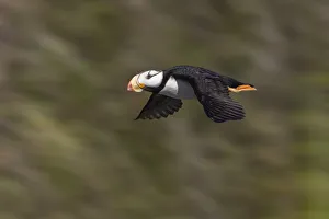 Seabird Prints: Horned puffin, Bird Island, Lake Clark National Park and Preserve, Alaska