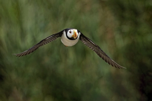Horned puffin in flight, Alaska