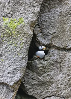 Russia Prints: Horned Puffin (Fratercula comiculata), Cape Archen, Bering Sea, Russian Far East