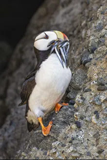 Seabird Prints: Horned puffin with needle fish in beak