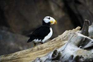 Puffin Prints: A horned puffin sits on a branch in Seward, Alaska