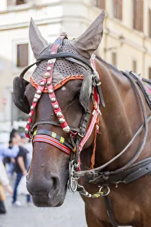 Creature Prints: Horse Carriage. Rome. Italy