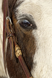 Montana Prints: Horse close-up in winter, Kalispell, Montana Equus ferus caballus