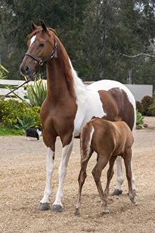 Majestic Prints: Horse with colt nursing
