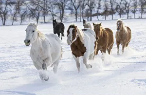 Horse drive in winter on Hideout Ranch, Shell, Wyoming. Herd of horses running in winters snow