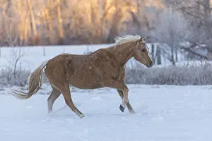 Horse drive in winter on Hideout Ranch, Shell, Wyoming. Horses running in snow