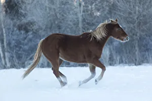 Horse drive in winter on Hideout Ranch, Shell, Wyoming. Horses running in snow