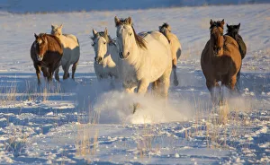 Images Dated 26th June 2019: Horse drive in winter on Hideout Ranch