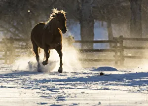 Images Dated 26th June 2019: Horse drive in winter on Hideout Ranch, Shell, Wyoming. Horse running through the snow