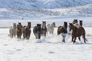 Images Dated 26th June 2019: Horse drive in winter on Hideout Ranch