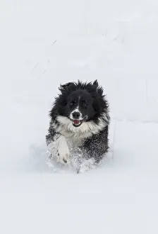 Images Dated 26th June 2019: Horse drive in winter on Hideout Ranch, Shell, Wyoming. Ranch dog running through snow