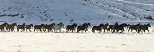 Images Dated 26th June 2019: Horse drive in winter on Hideout Ranch