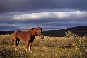 Images Dated 4th October 2006: horse, Equus caballus, belonging to a caribou hunter in a field along the North Slopes