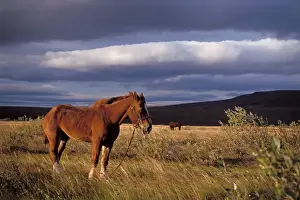Pack Prints: horse, Equus caballus, belonging to a caribou hunter in a field along the North Slopes