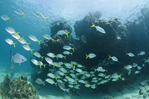 Barrier Prints: Horse-eye Jack (Caranx latus) & Chub (Kyphosus sectatrix), Hol Chan Marine Reserve